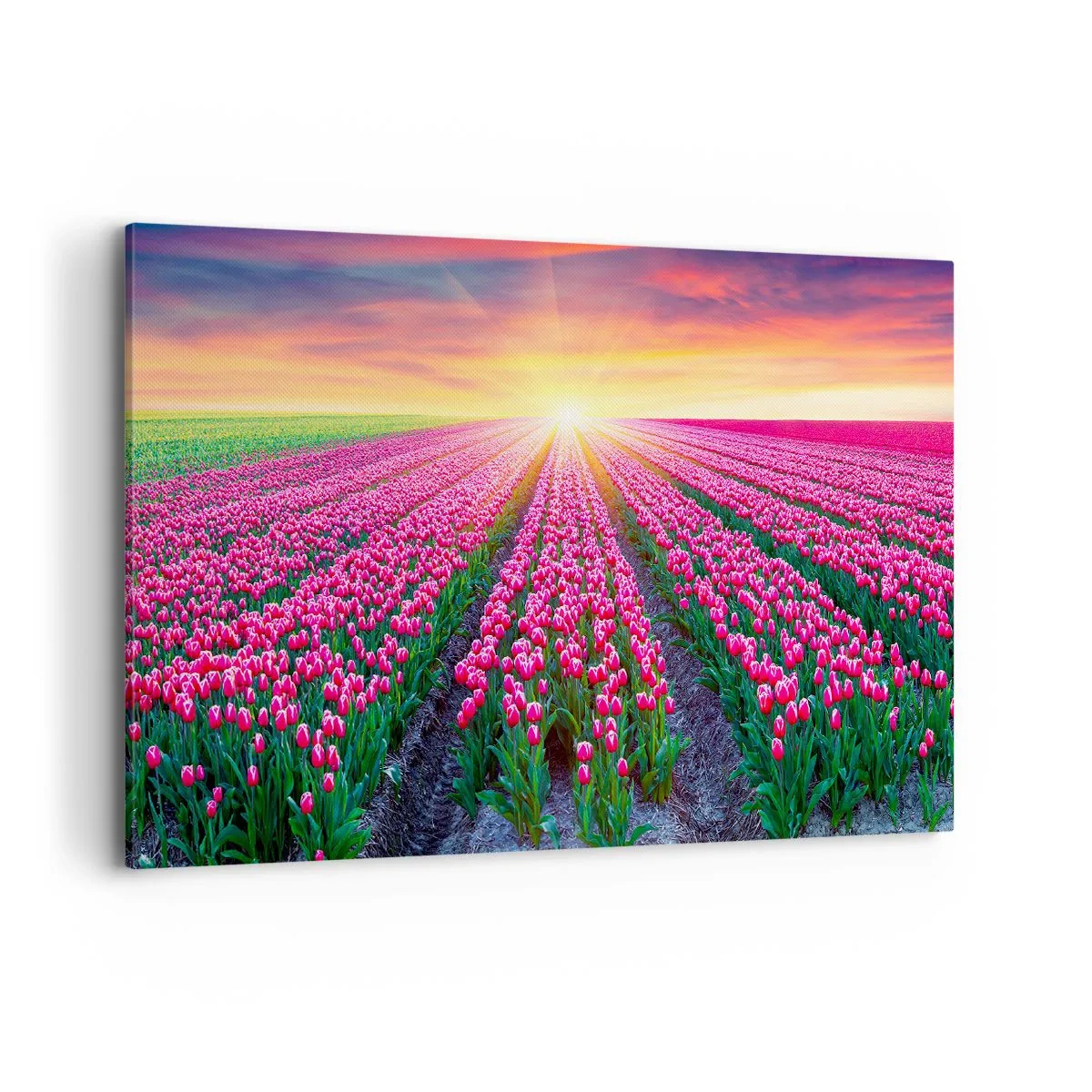 Obraz na płótnie - Pole tulipanów o zachodzie słońca - 100x70cm - Farma piękności - Nowoczesna dekoracja ścienna do salonu, kuchni i sypialni ARTTOR