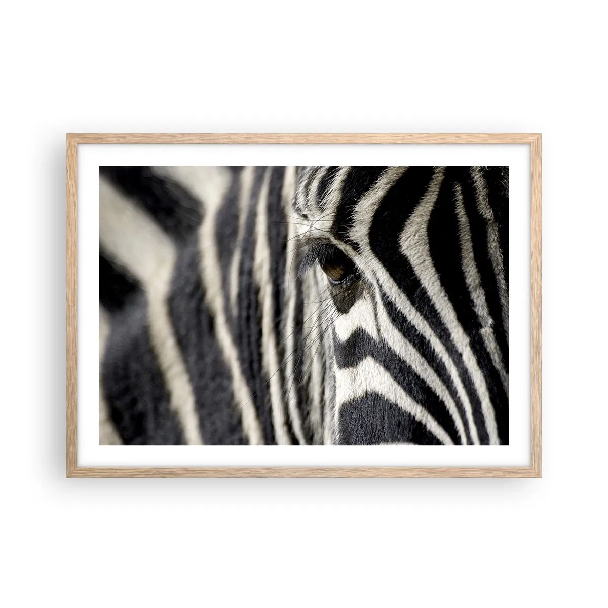 Plakat w ramie jasny dąb - Portret w paski - 70x50 cm