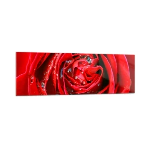 Obraz na szkle - Czerwona róża w zbliżeniu z kroplami wody na płatkach - 160x50cm - W kroplach rosy - Nowoczesna dekoracja ścienna do salonu i sypialni ARTTOR