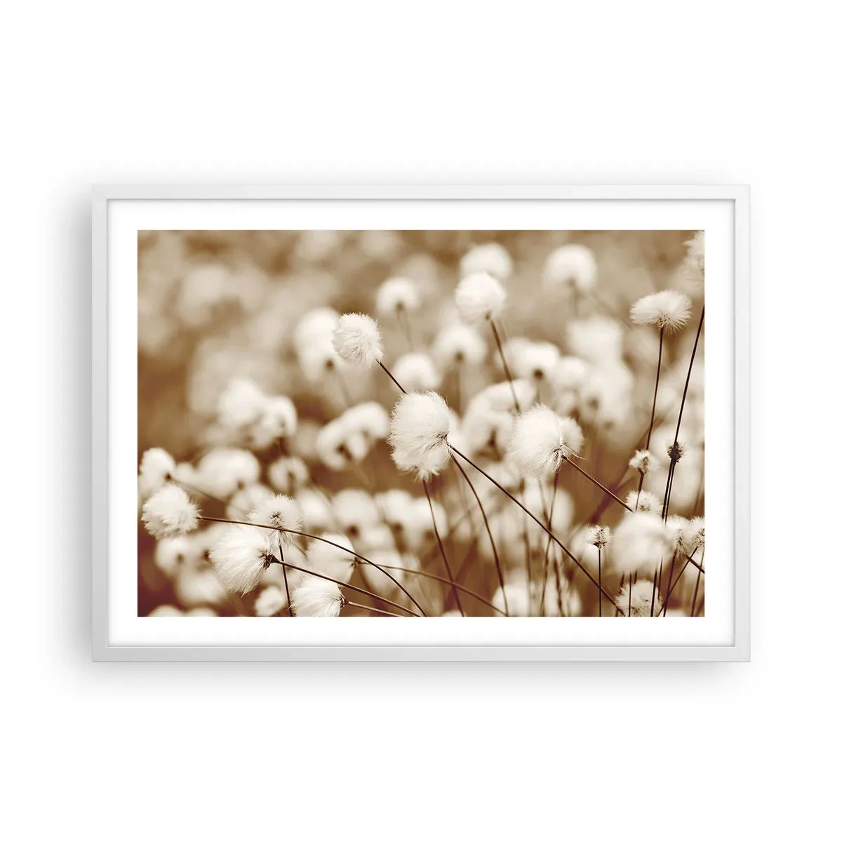 Plakat w białej ramie - Puszysty łan - 70x50 cm