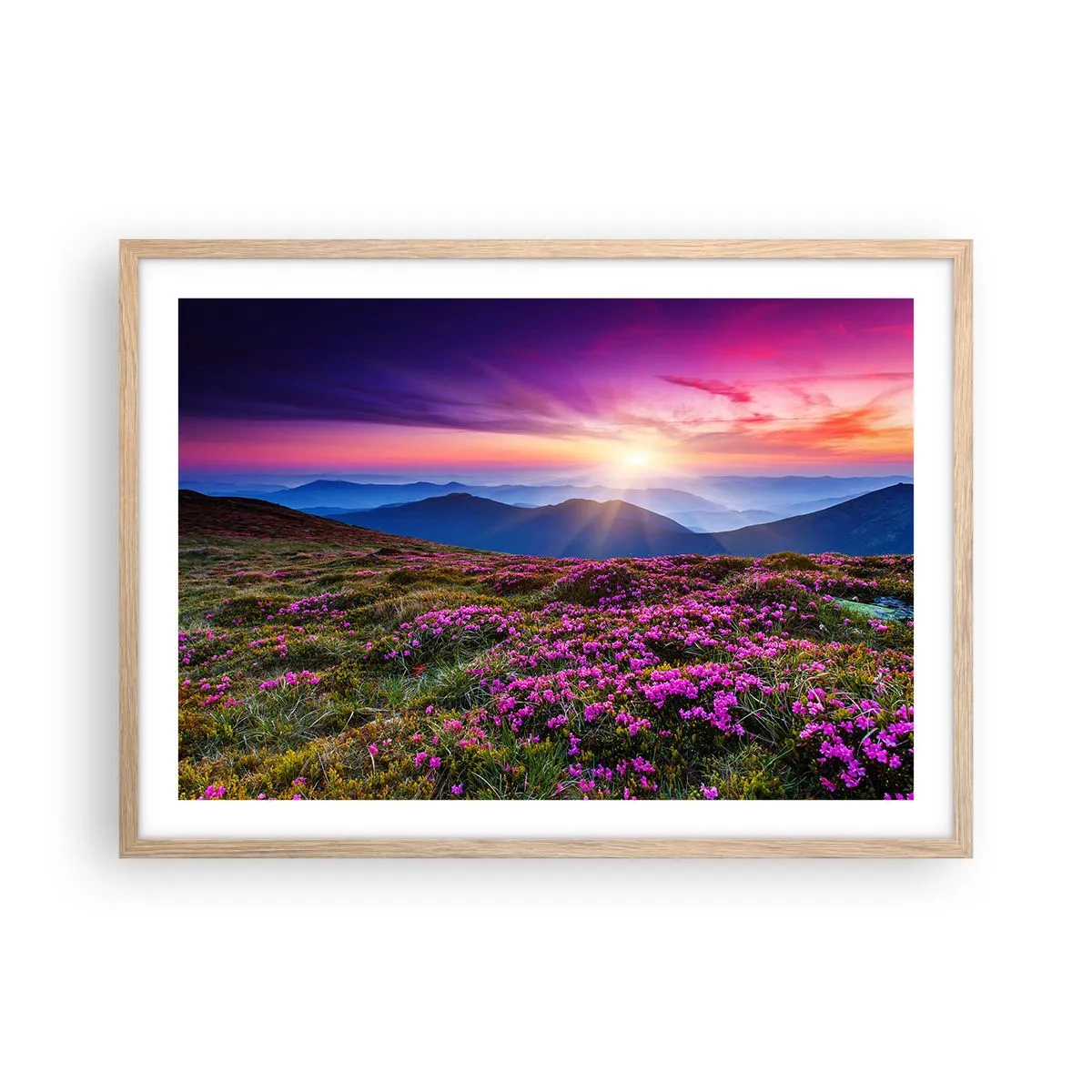 Plakat w ramie jasny dąb - Ziół zapachniały świeże pęki od niw - 70x50 cm