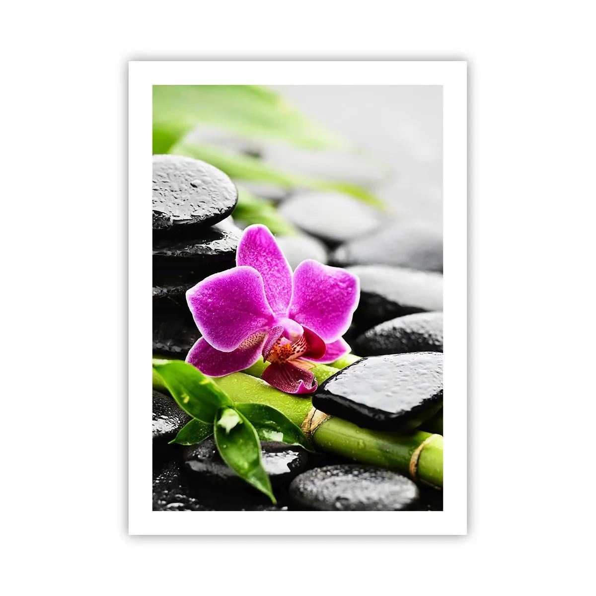 Plakat - Fioletowa orchidea na mokrych kamieniach i zielonych liściach - 50x70cm - W spokojnej równowadze - Nowoczesna dekoracja ścienna do salonu, kuchni i sypialni ARTTOR