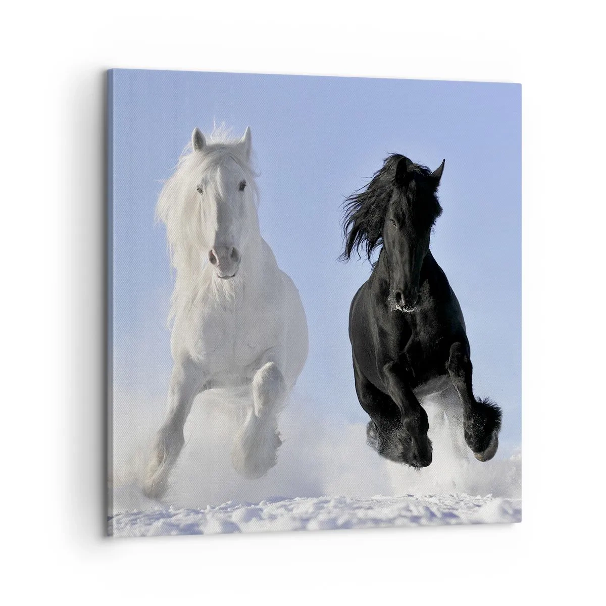 Obraz na płótnie - Czarno-biały galop - 60x60 cm