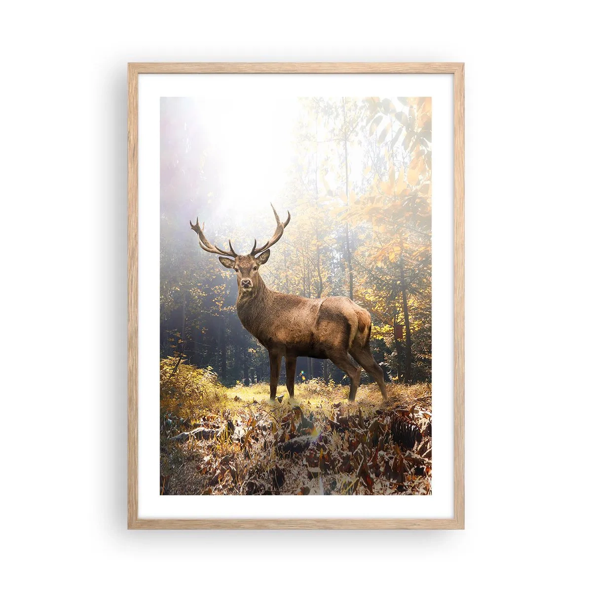 Plakat w ramie jasny dąb - W pełnym majestacie - 50x70 cm