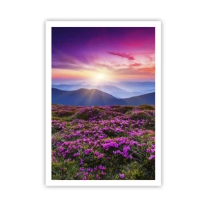 Plakat - Ziół zapachniały świeże pęki od niw - 70x100 cm