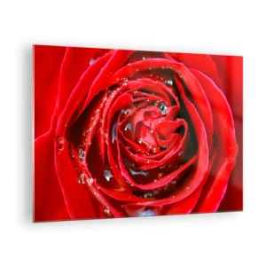 Obraz na szkle - Zbliżenie na czerwoną różę z kroplami rosy - 70x50cm - W kroplach rosy - Nowoczesna dekoracja ścienna do salonu i sypialni ARTTOR