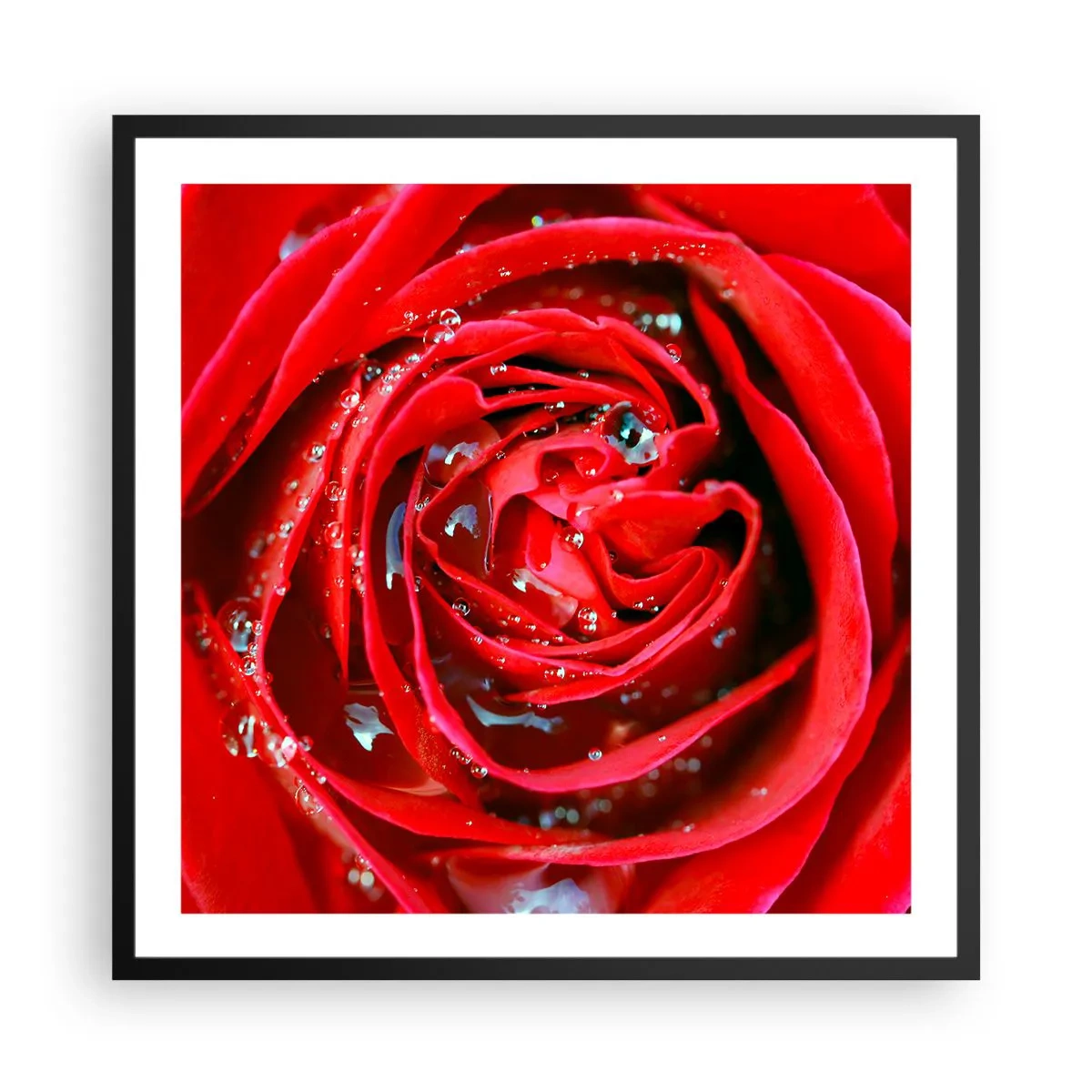 Plakat w czarnej ramie - W kroplach rosy - 60x60 cm