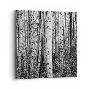 Obraz na płótnie - Brzozowa kolumnada - 30x30 cm