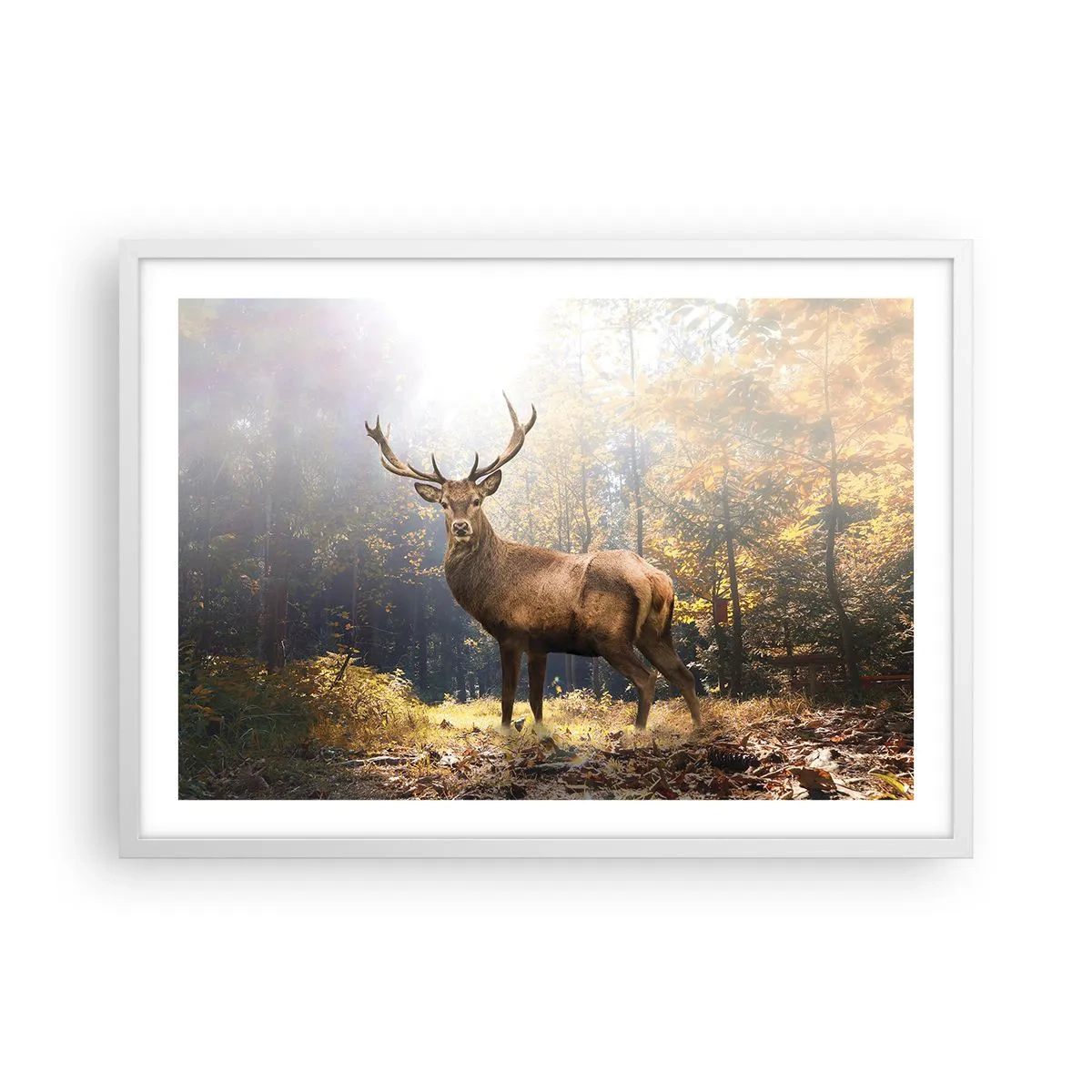 Plakat w białej ramie - W pełnym majestacie - 70x50 cm