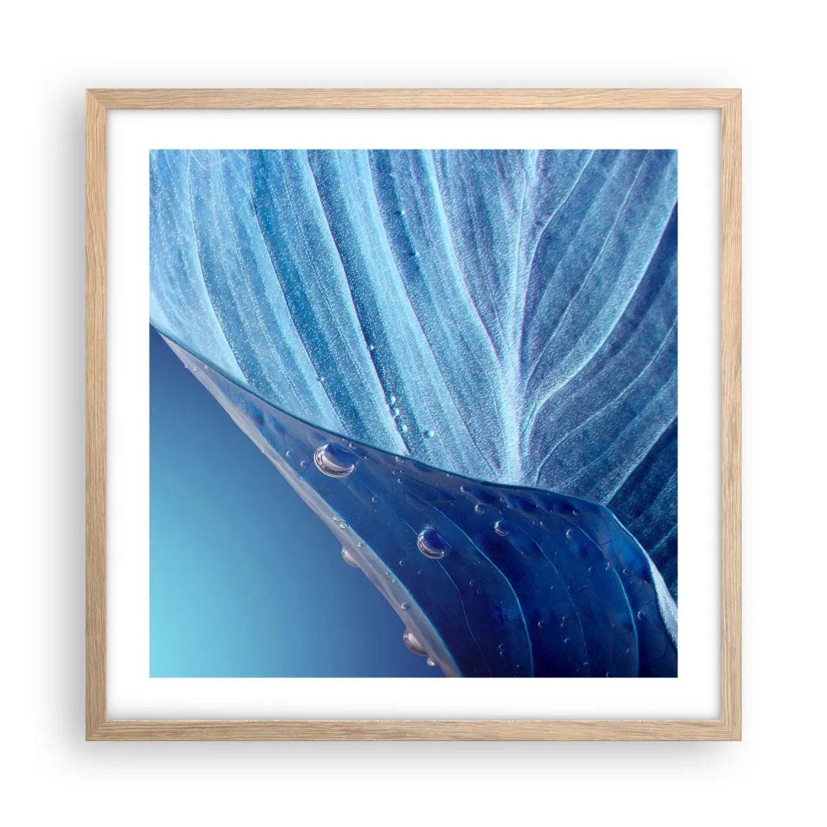 Plakat w ramie jasny dąb - Ukryte krople błękitu - 50x50 cm