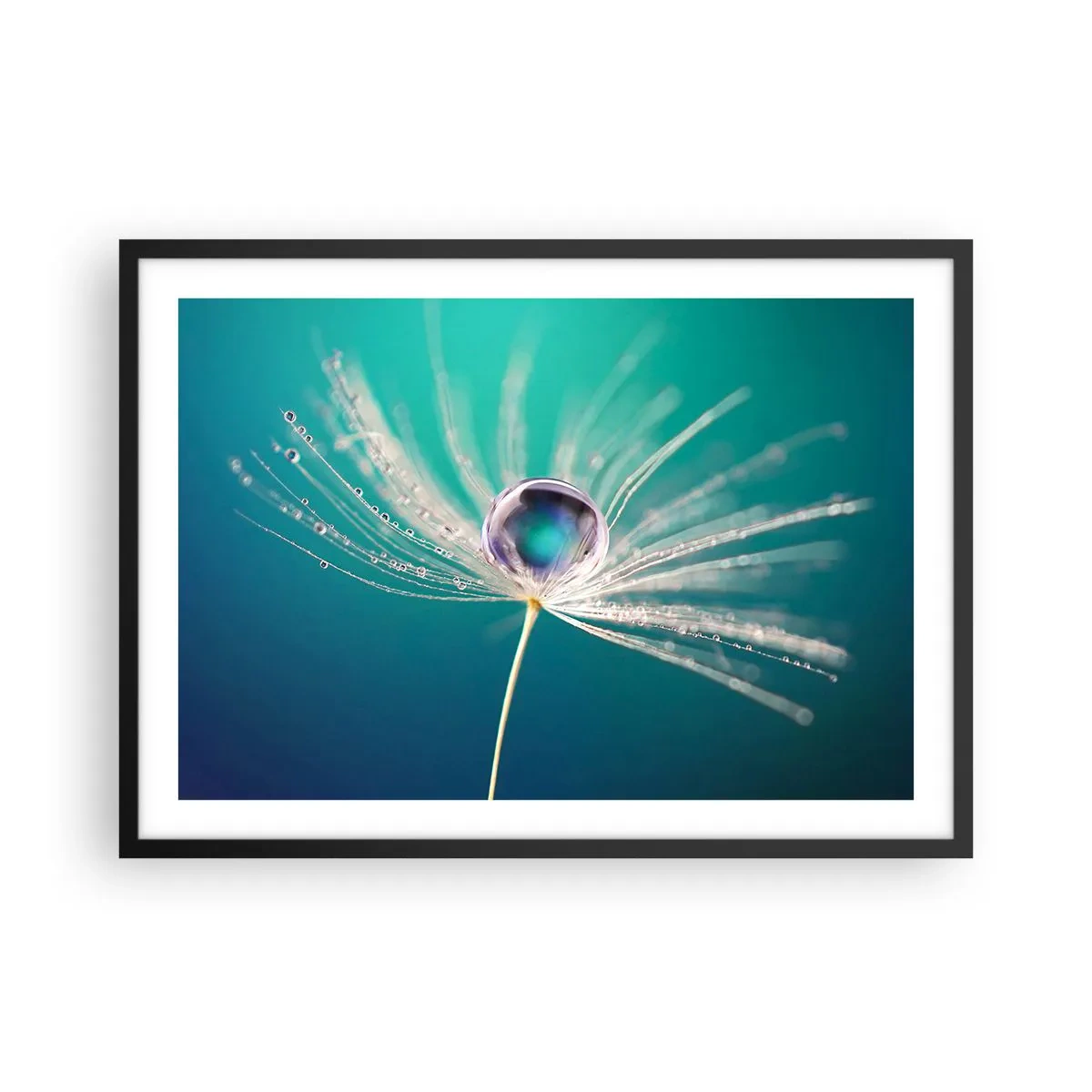 Plakat w czarnej ramie - Makro kropla wody na delikatnym nasionku dmuchawca - 70x50cm - Mistyczna chwila - Nowoczesna dekoracja ścienna do salonu i sypialni ARTTOR