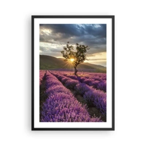 Plakat w czarnej ramie - Pole lawendy z samotnym drzewem i zachodem słońca - 50x70cm - Aromat w kolorze lila - Nowoczesna dekoracja ścienna do salonu i sypialni ARTTOR