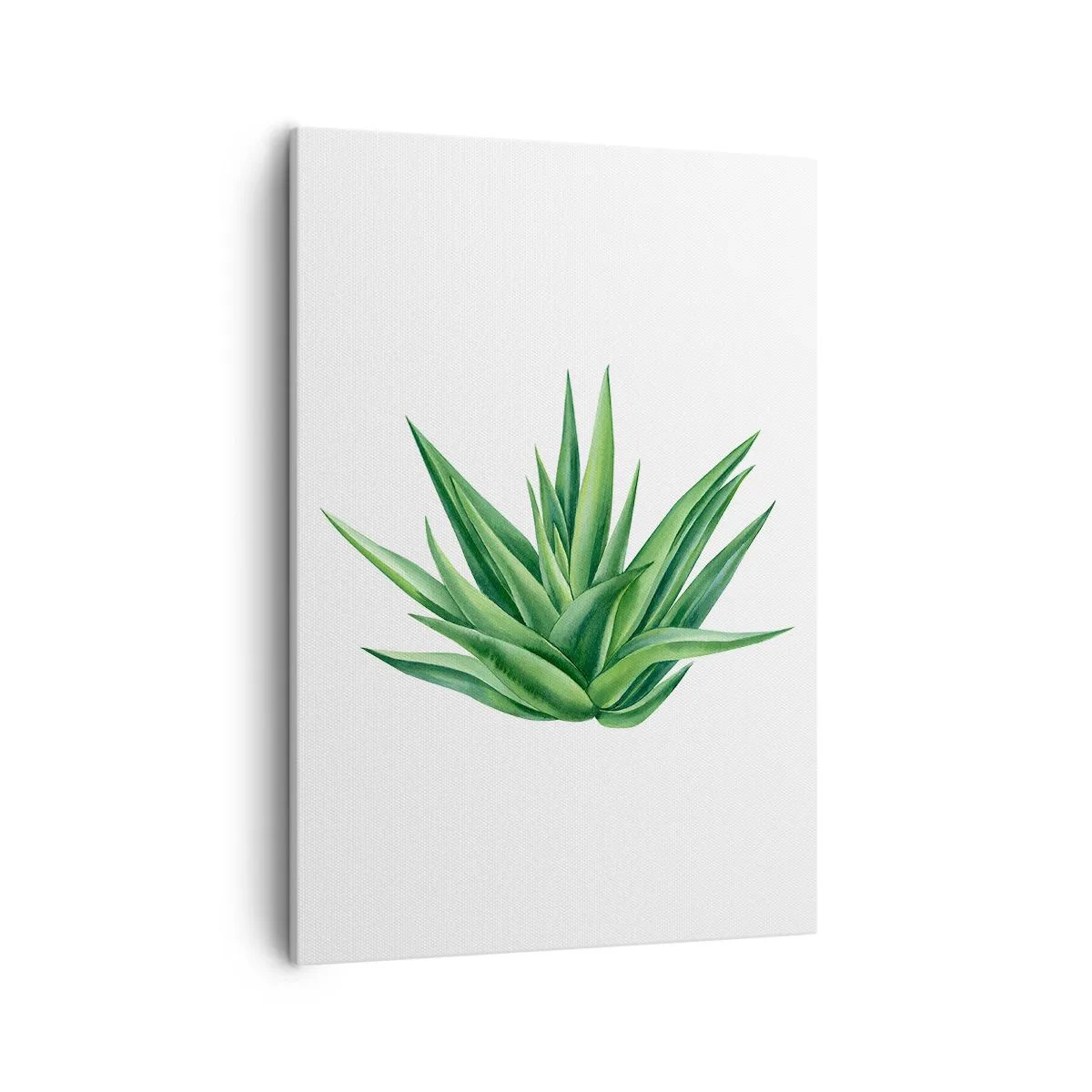 Obraz na płótnie - Realistyczna ilustracja zielonej rośliny aloesu na białym tle - 50x70cm - Zieleń – siła – życie - Nowoczesna dekoracja ścienna do salonu, kuchni i sypialni ARTTOR