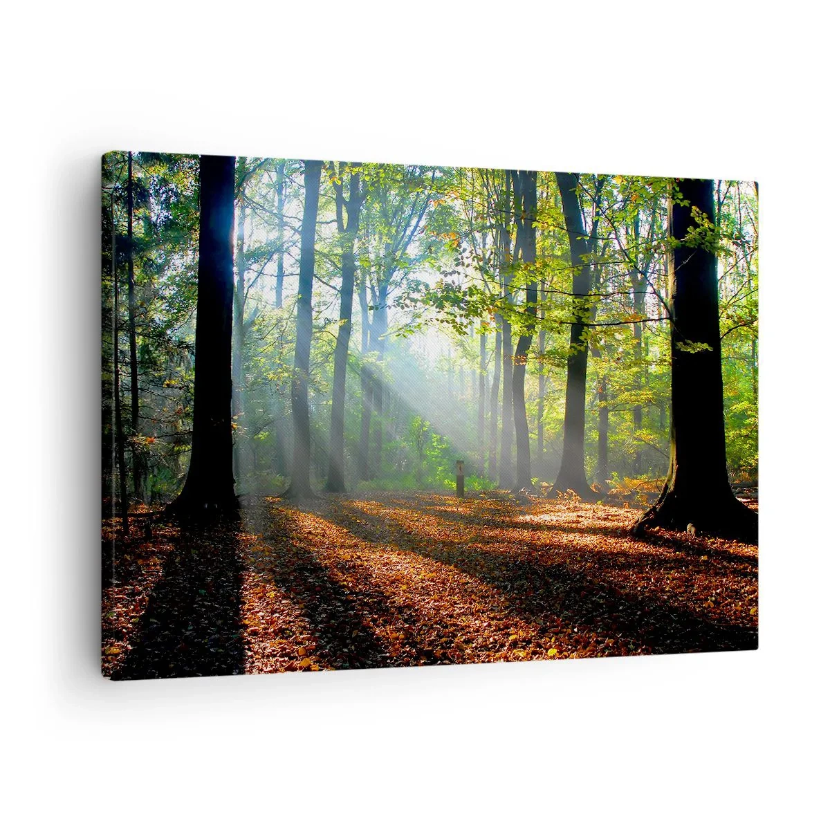 Obraz na płótnie - Leśna polana oświetlona promieniami słońca - 70x50cm - Blaski i cienie - Nowoczesna dekoracja ścienna do salonu i sypialni ARTTOR