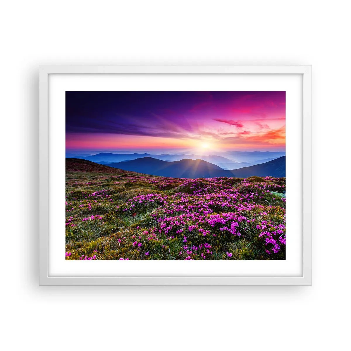 Plakat w białej ramie - Ziół zapachniały świeże pęki od niw - 50x40 cm