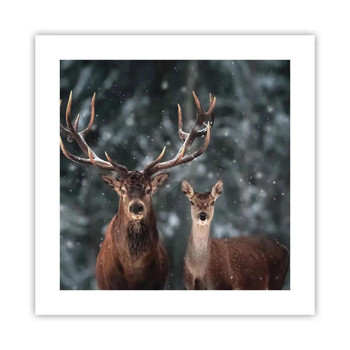 Plakat - Pan lasu z małżonką - 40x40 cm