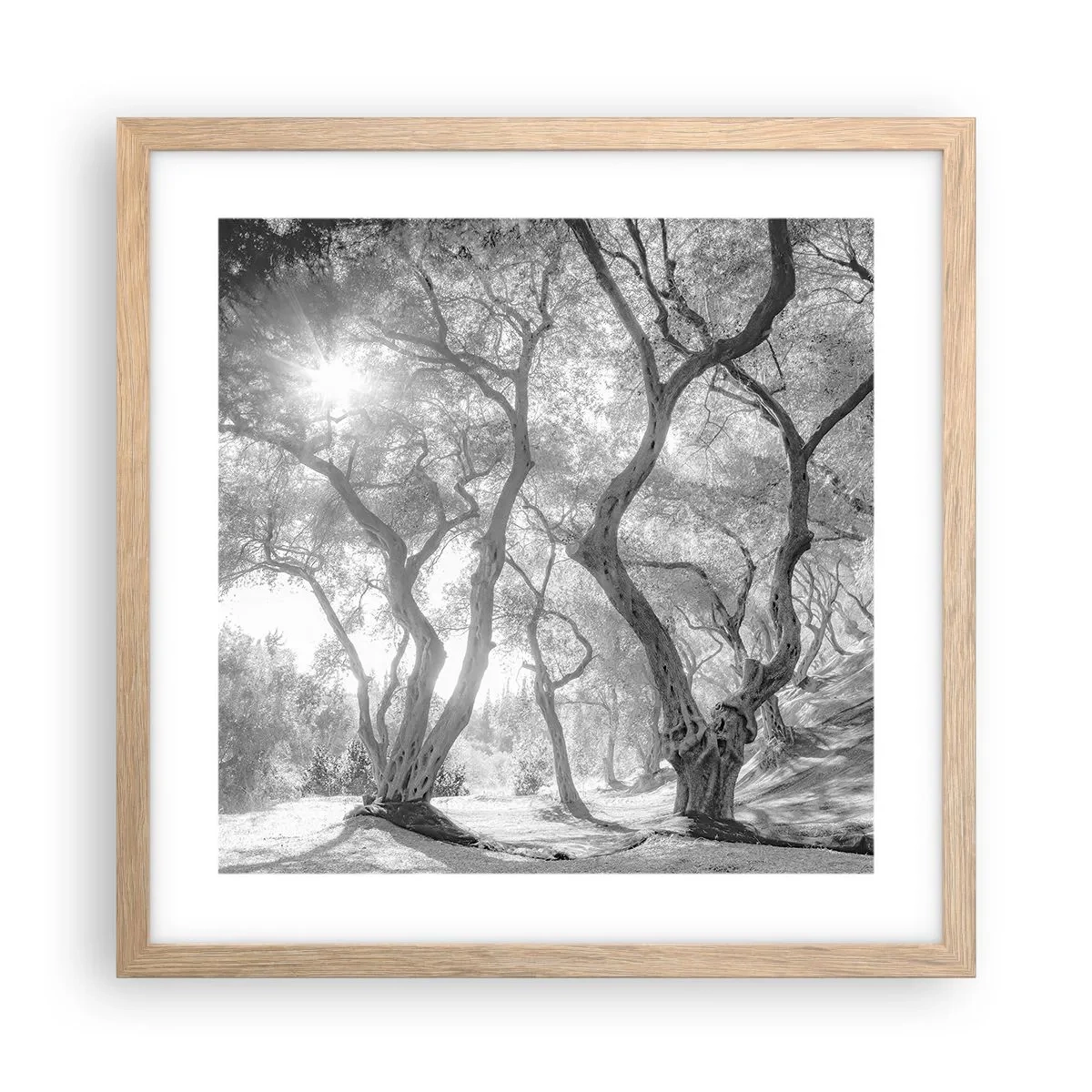 Plakat w ramie jasny dąb - W oliwnym gaju - 40x40 cm