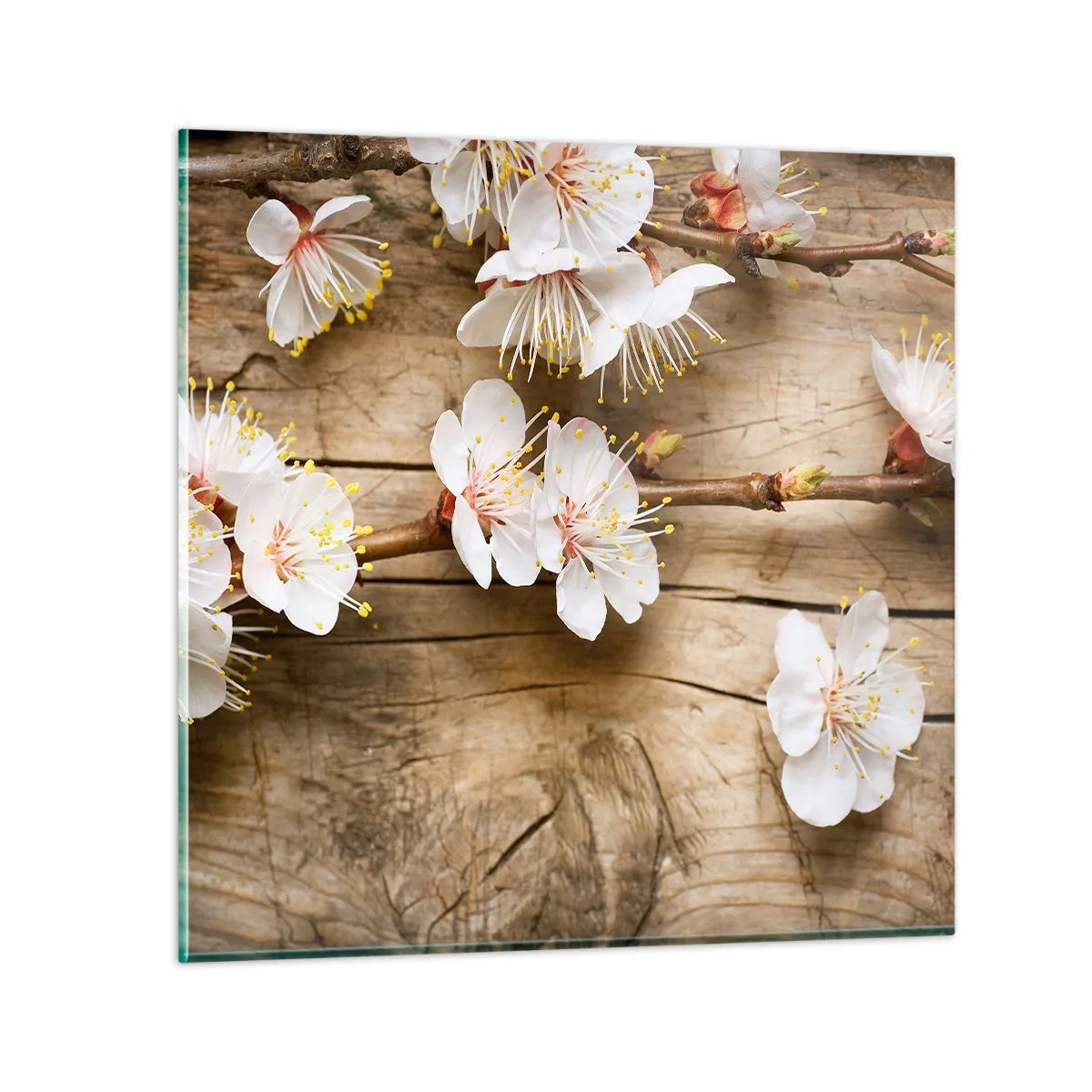 Obraz na szkle - I stała się wiosna - 70x70 cm