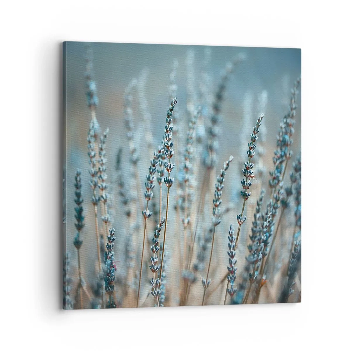 Obraz na płótnie - Pachnący łan - 70x70 cm