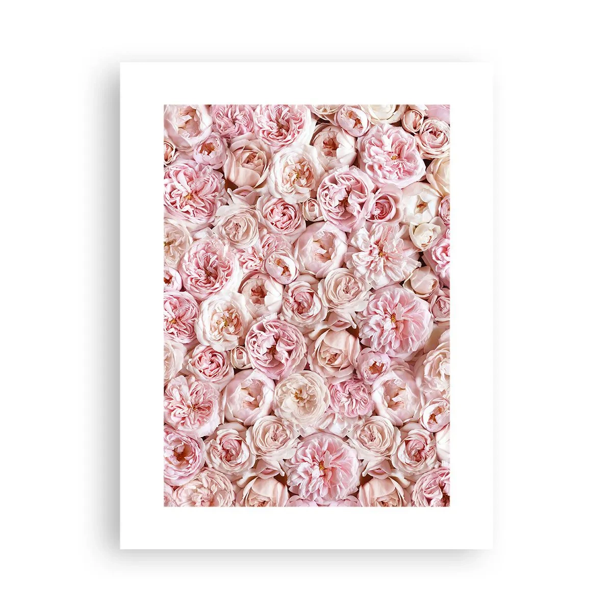 Plakat - Usłane różami - 30x40 cm