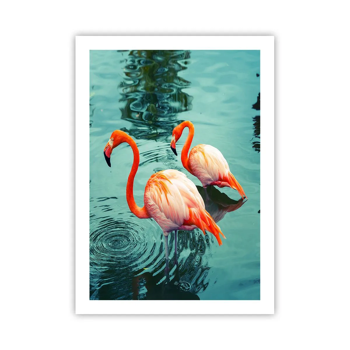 Plakat - Dwa flamingi na tle spokojnej wody - 50x70cm - Jesteśmy teraz w modzie - Nowoczesna dekoracja ścienna do salonu, kuchni i sypialni ARTTOR