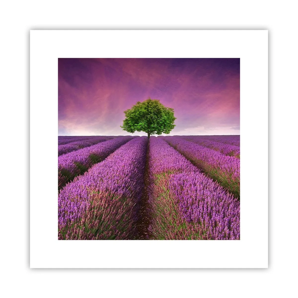 Plakat - Na lawendowych polach - 30x30 cm