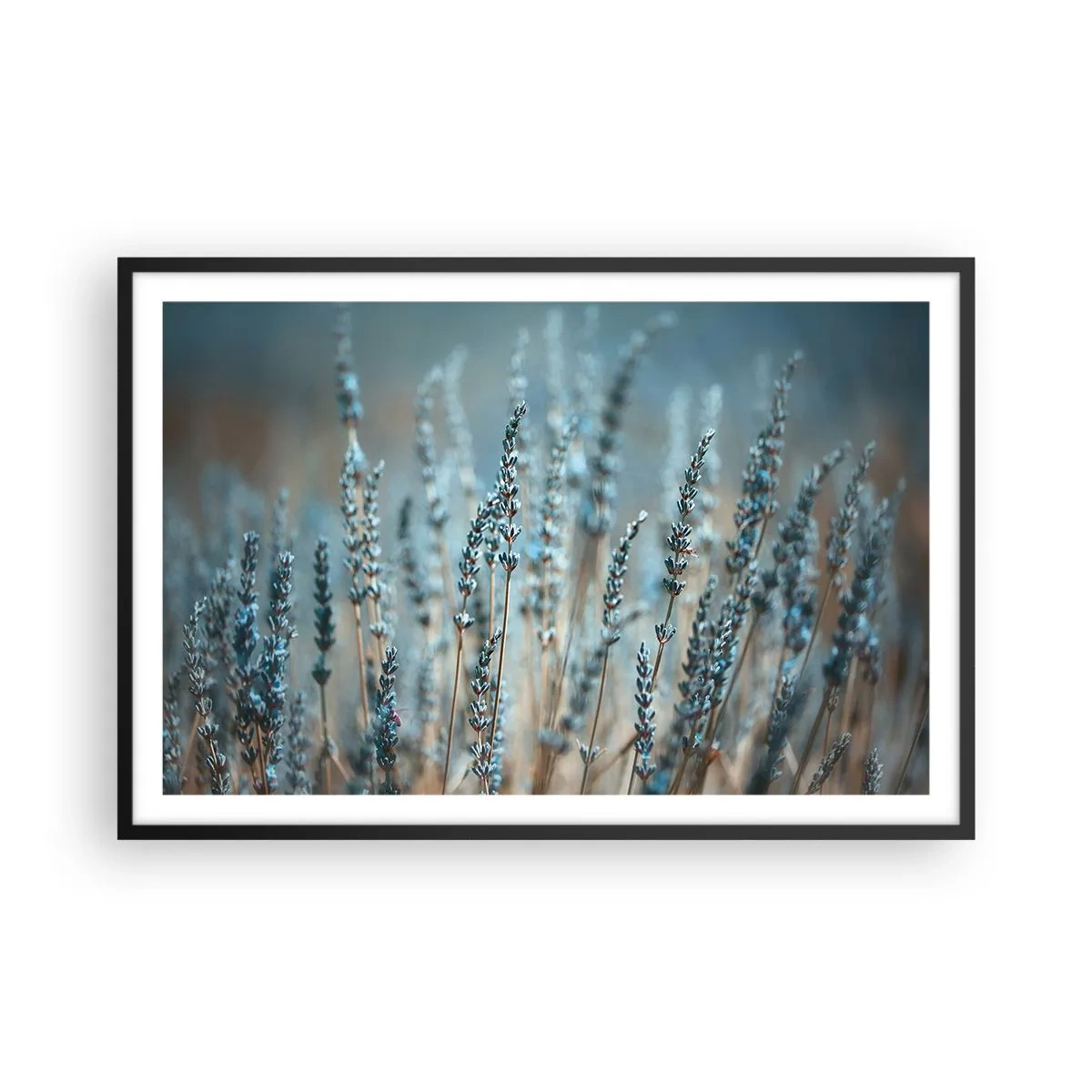 Plakat w czarnej ramie - Pachnący łan - 91x61 cm