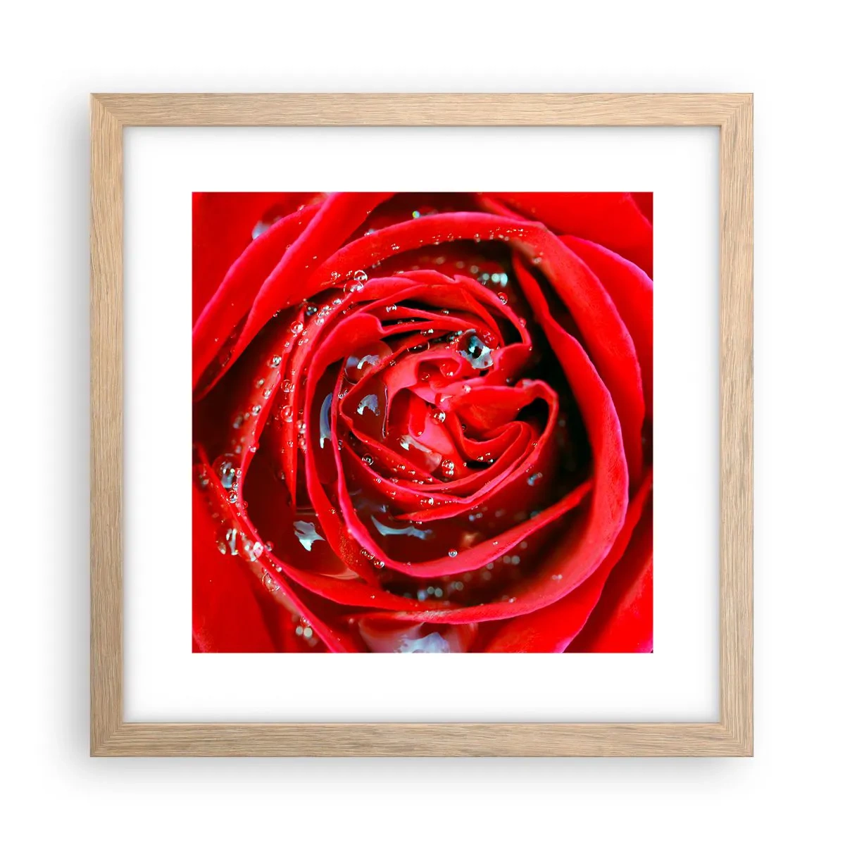 Plakat w ramie jasny dąb - W kroplach rosy - 30x30 cm