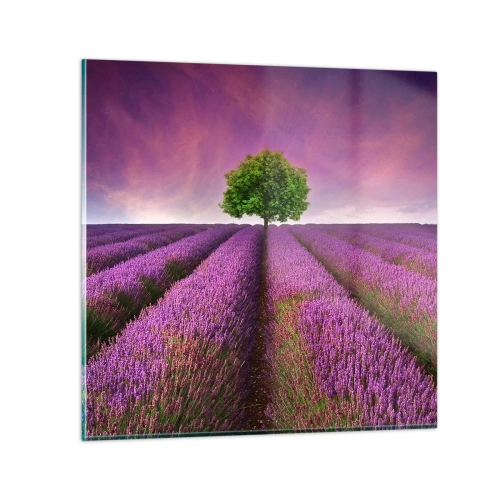 Obraz na szkle - Na lawendowych polach - 30x30 cm