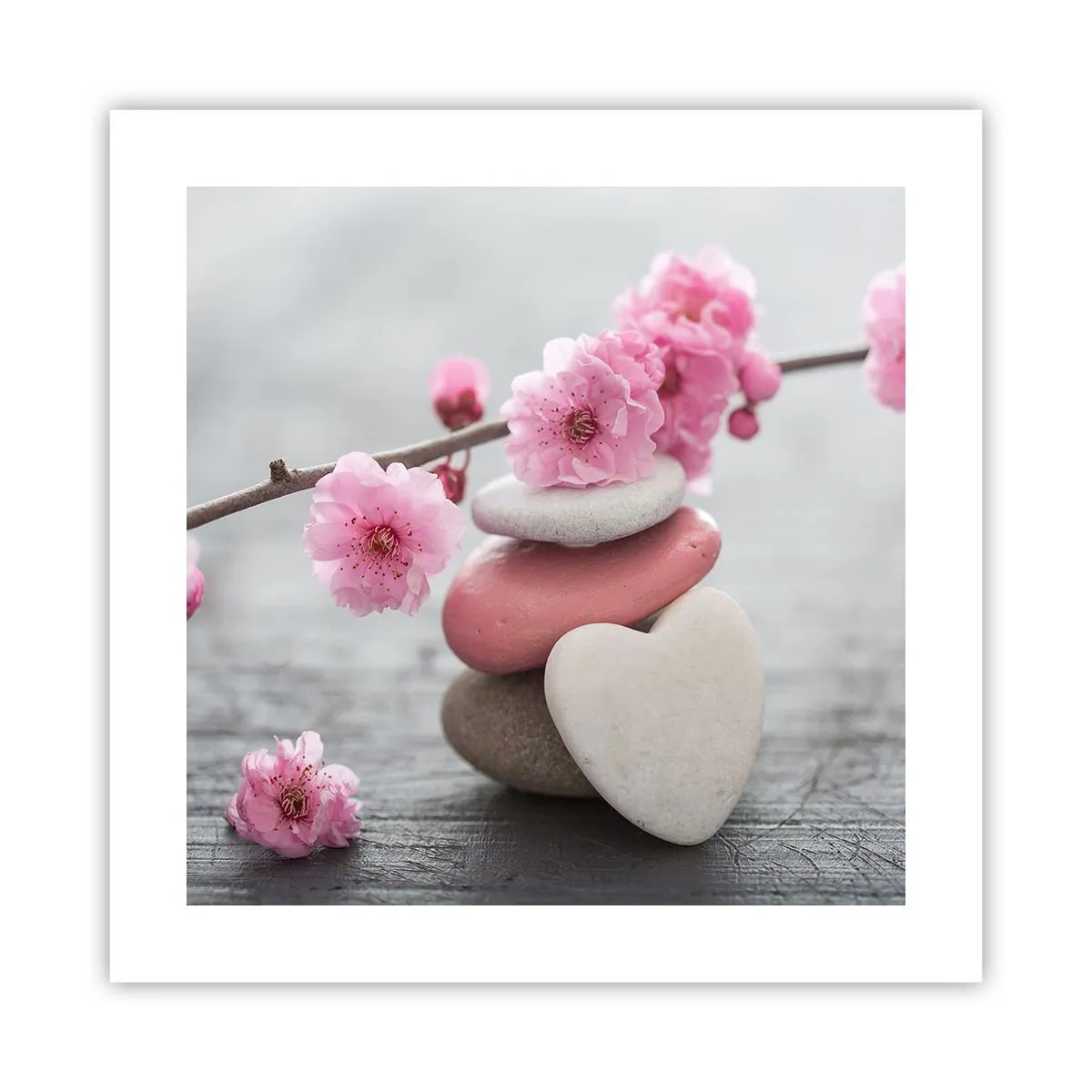 Plakat - Błogość z kwiatem wiśni - 40x40 cm