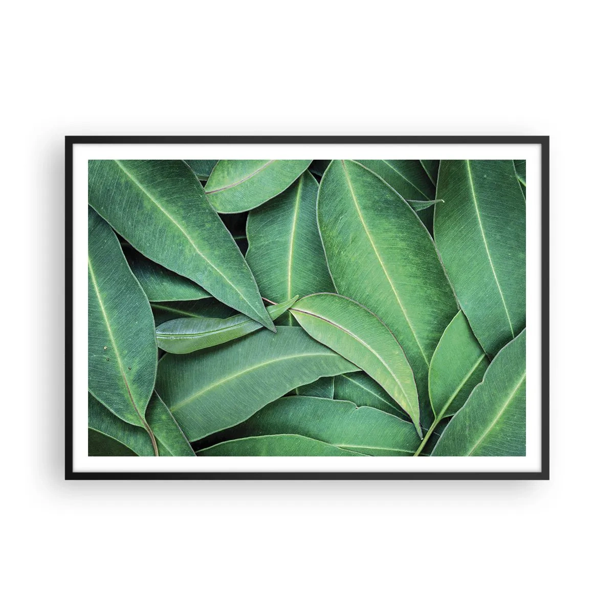 Plakat w czarnej ramie - Zbliżenie na zielone liście tworzące naturalny wzór - 100x70cm - Soczyste i świeże - Nowoczesna dekoracja ścienna do salonu i sypialni ARTTOR