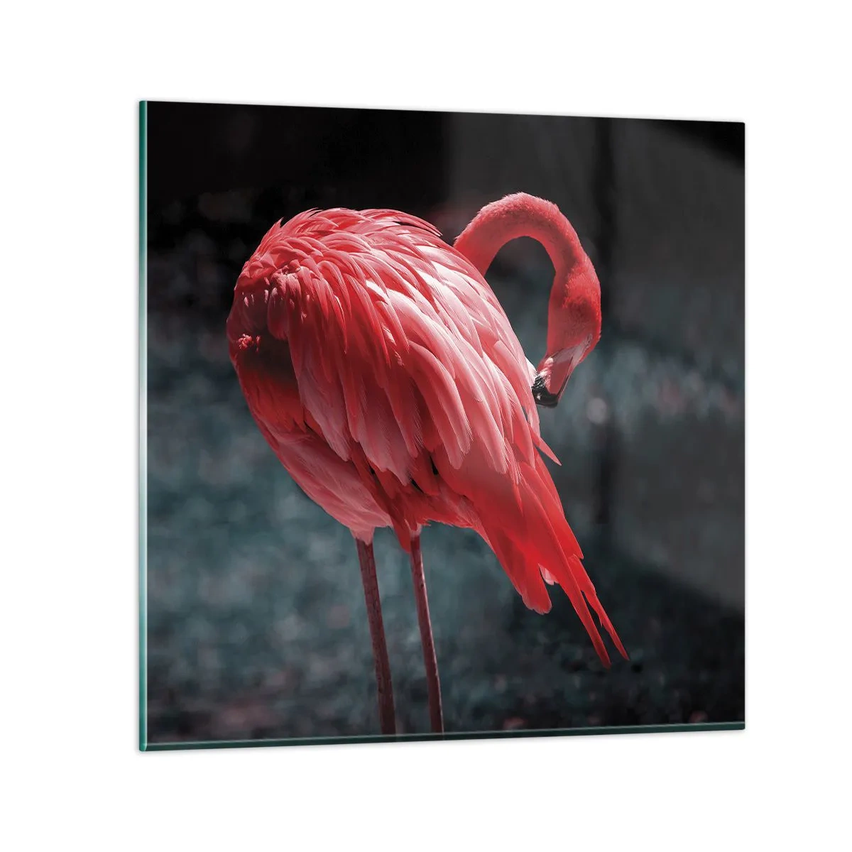 Obraz na szkle - Karmazynowy poemat natury - 40x40 cm