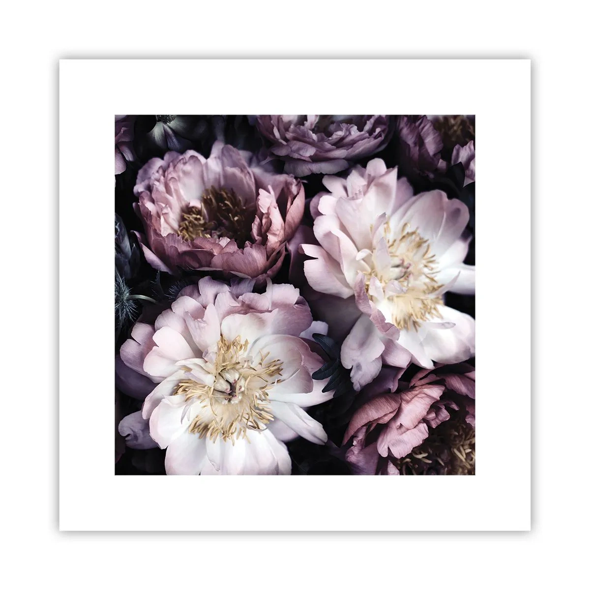 Plakat - Bukiet w dawnym stylu - 30x30 cm