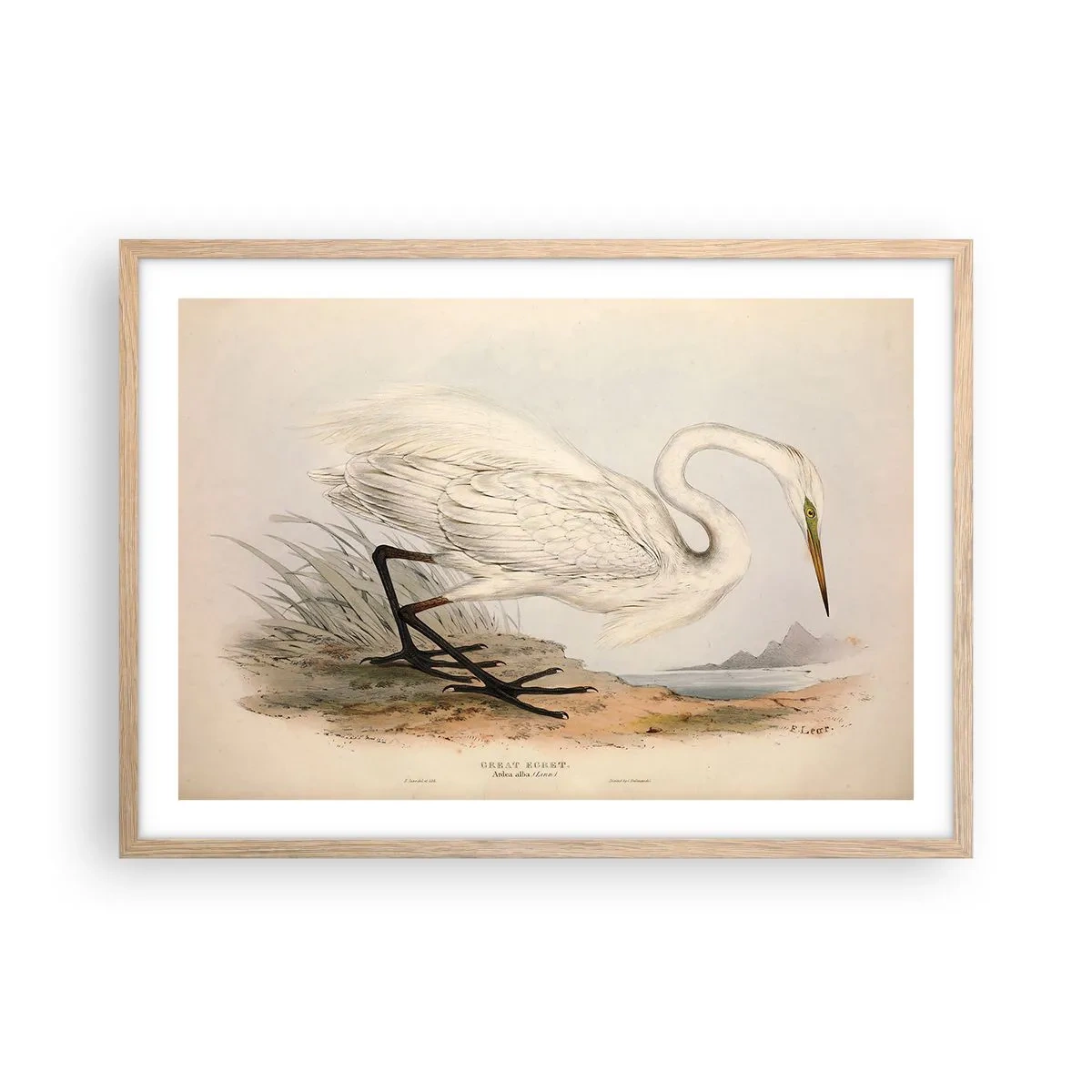 Plakat w ramie jasny dąb - Pani na szuwarach - 70x50 cm