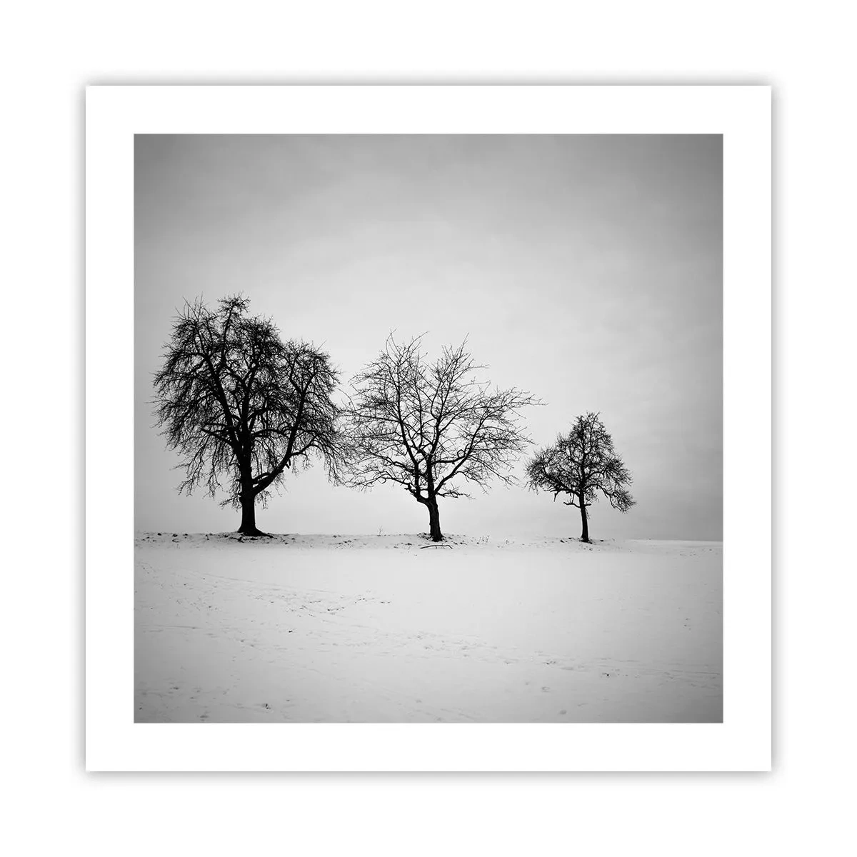 Plakat - O czym śnią? - 50x50 cm