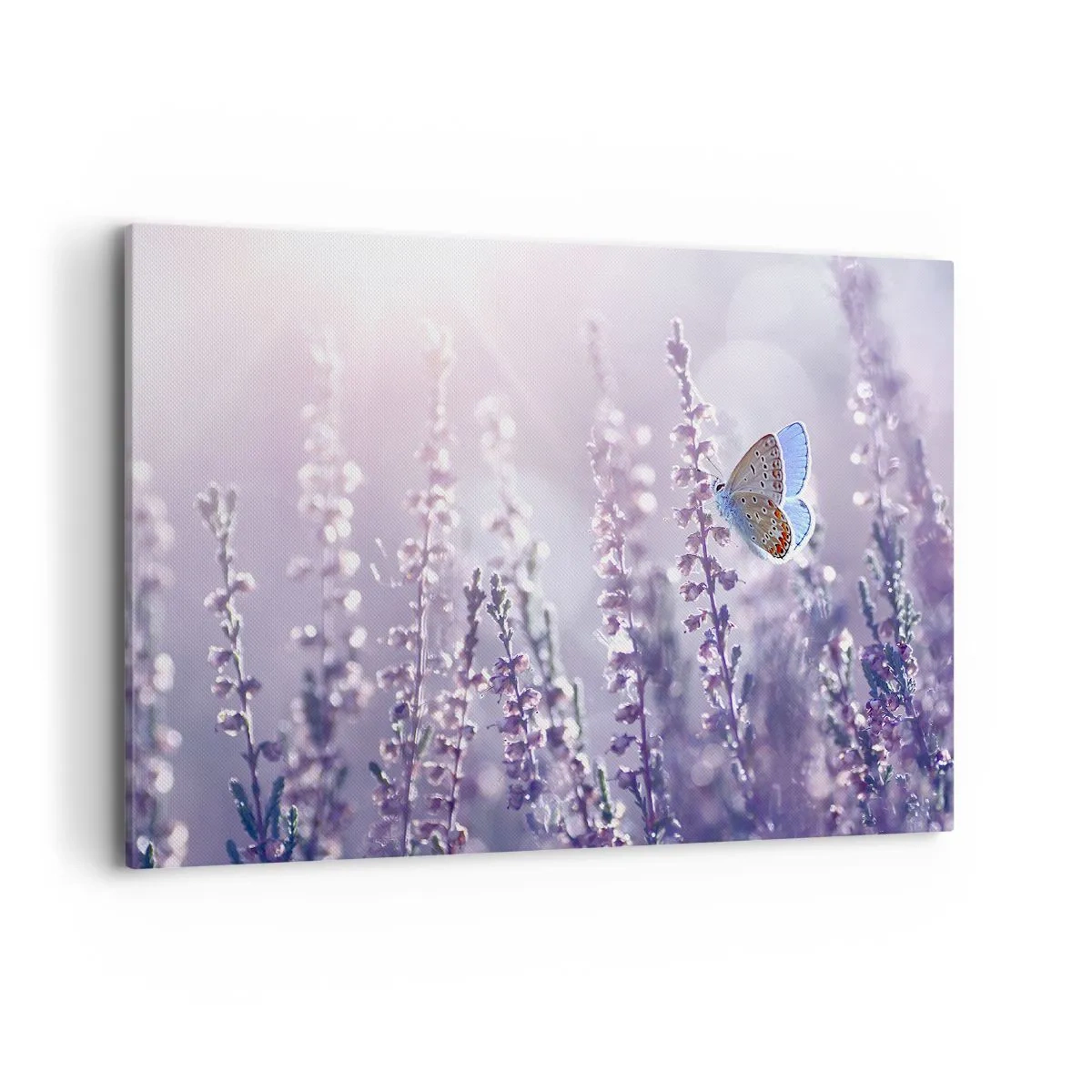 Obraz na płótnie - Motyl na kwitnącej lawendzie w świetle poranka - 100x70cm - Pocałunek motyla - Nowoczesna dekoracja ścienna do salonu, kuchni i sypialni ARTTOR