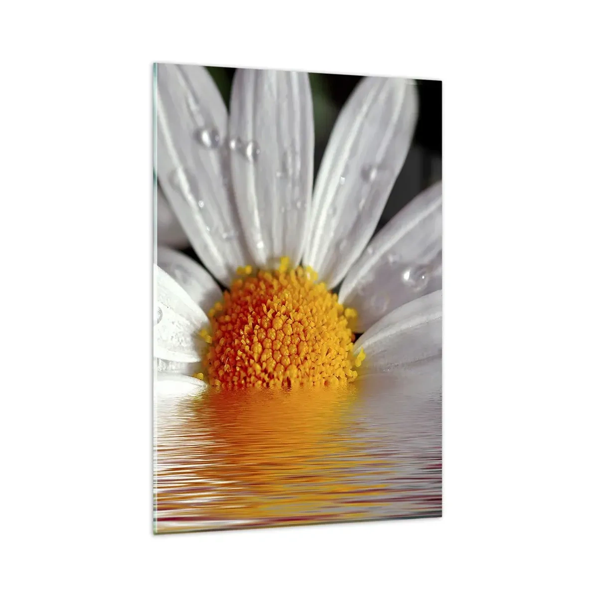 Obraz na szkle - Biała stokrotka z kroplami wody zanurzona w odbiciu na wodzie - 80x120cm - Wschodzące słońce margaretki - Nowoczesna dekoracja ścienna do salonu i sypialni ARTTOR