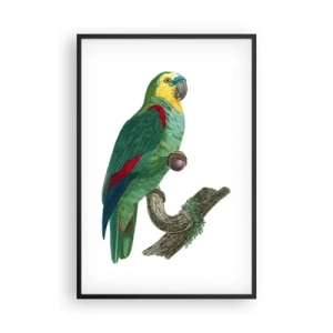 Plakat w czarnej ramie - Papuzi portret - 61x91 cm