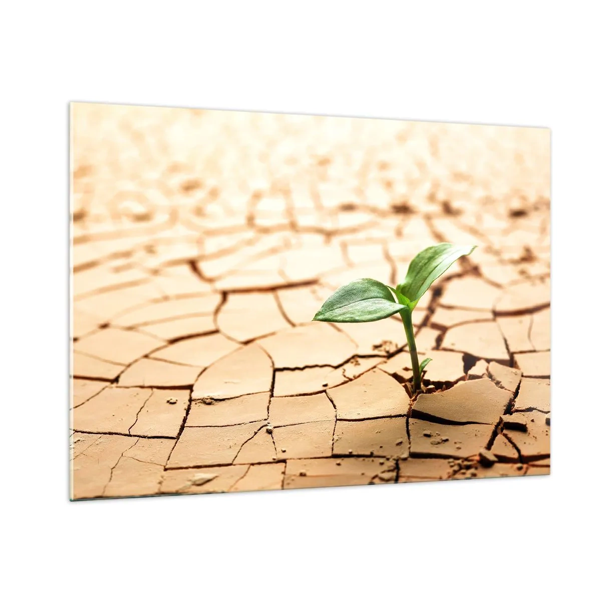 Obraz na szkle - Młoda roślina wyrastająca z suchej, spękanej ziemi - 100x70cm - Nieposkromiona siła życia - Nowoczesna dekoracja ścienna do salonu, kuchni i sypialni ARTTOR