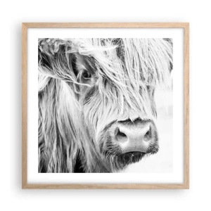 Plakat w ramie jasny dąb - Szkocka dzikość - 50x50 cm