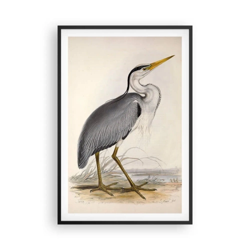 Plakat w czarnej ramie - Czapli wdzięk - 61x91 cm