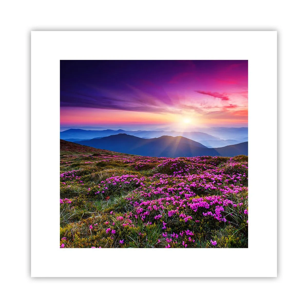 Plakat - Ziół zapachniały świeże pęki od niw - 30x30 cm