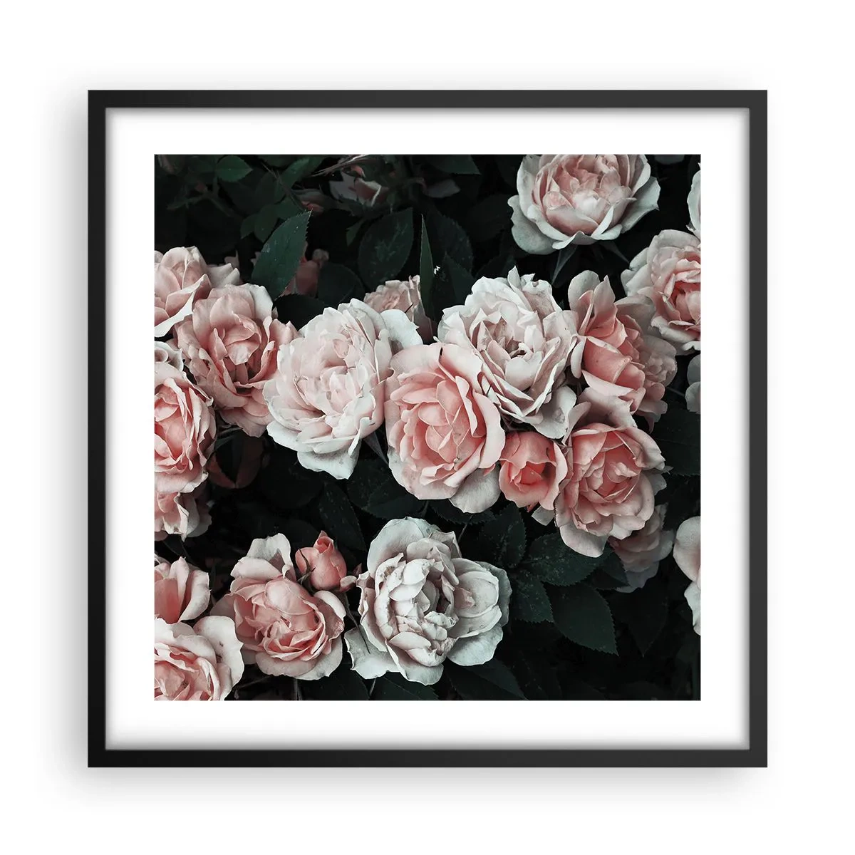 Plakat w czarnej ramie - Różany ansamble - 50x50 cm