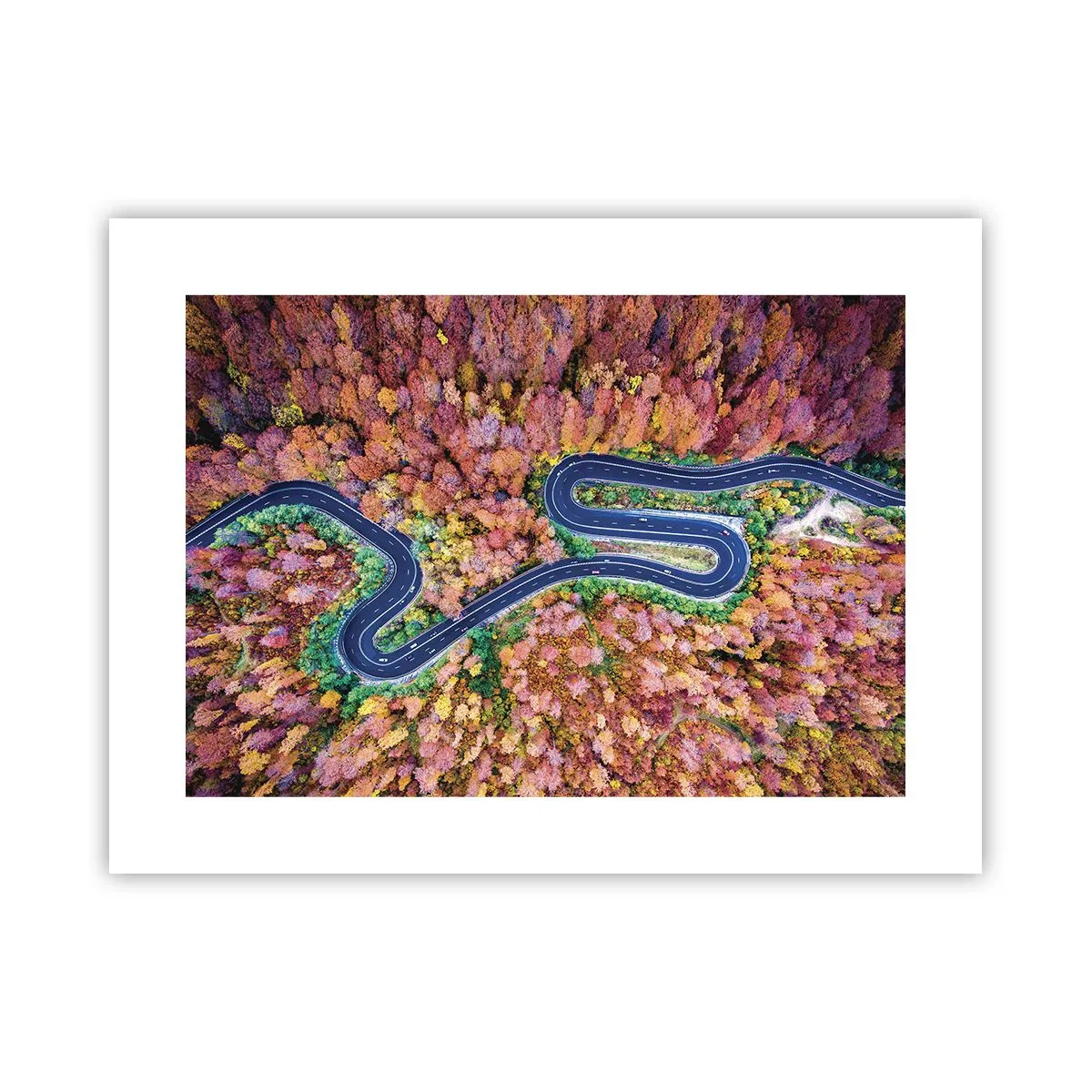 Plakat - Krętą drogą poprzez las - 40x30 cm