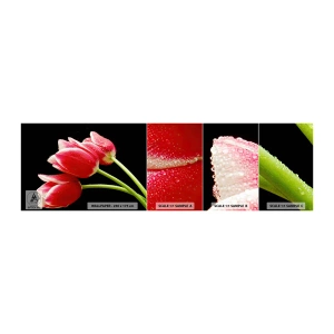 Fototapeta Próbka Standard Eco - Obietnica czystej miłości - Kwiaty, Tulipany, Natura - 100x30 cm