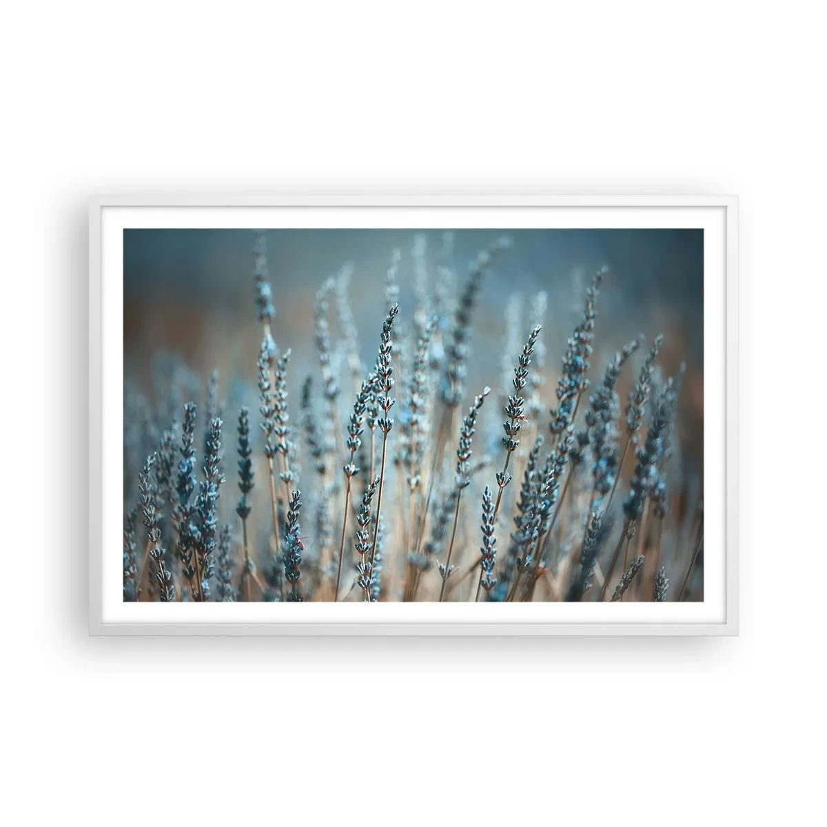 Plakat w białej ramie - Pachnący łan - 91x61 cm