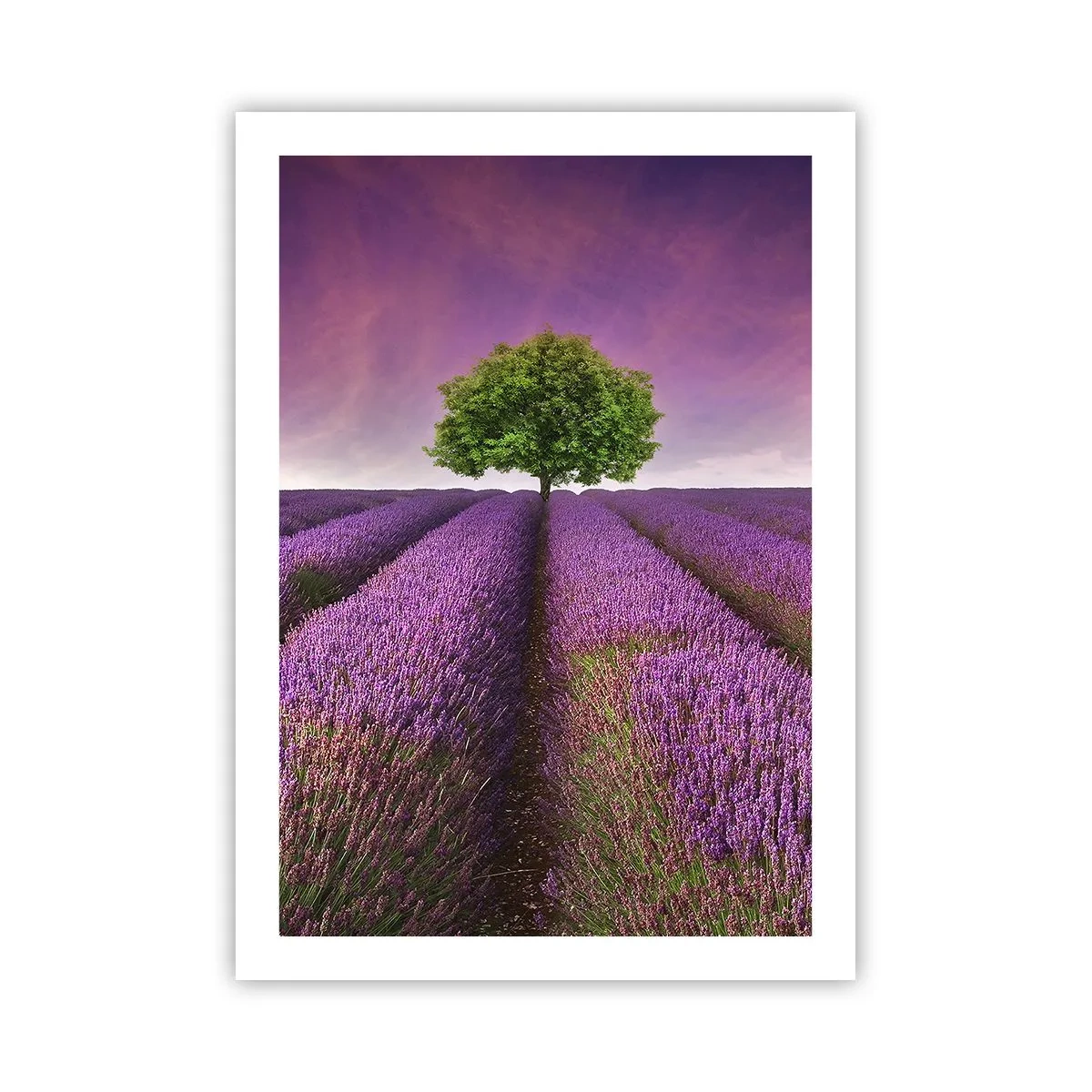 Plakat - Pole lawendy z samotnym drzewem na tle fioletowego nieba - 50x70cm - Na lawendowych polach - Nowoczesna dekoracja ścienna do salonu, kuchni i sypialni ARTTOR
