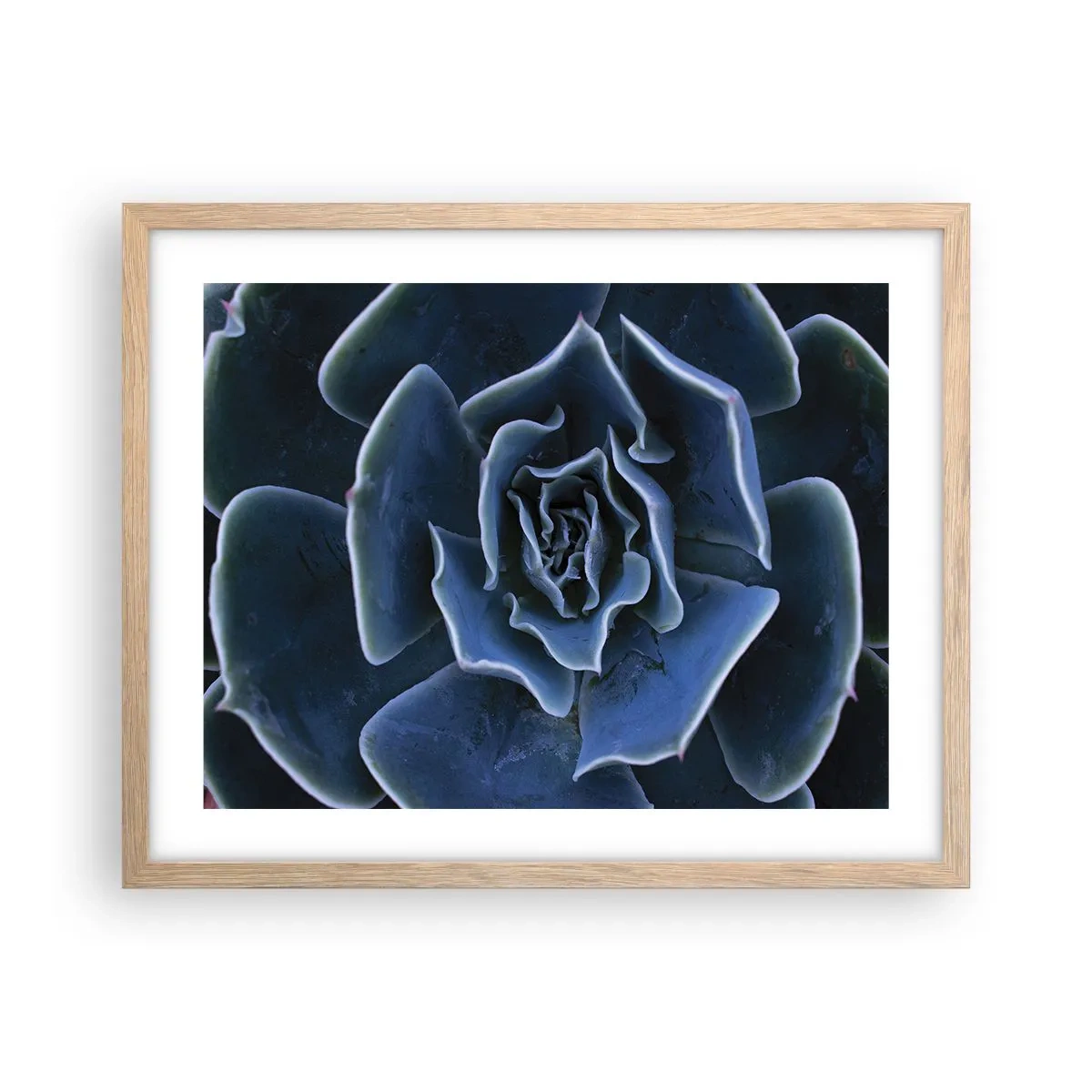 Plakat w ramie jasny dąb - Kwiat pustyni - 50x40 cm