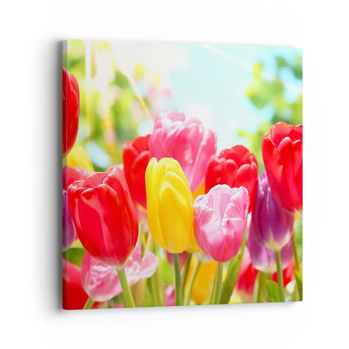 Obraz na płótnie - To my, kolory maja! - 40x40 cm