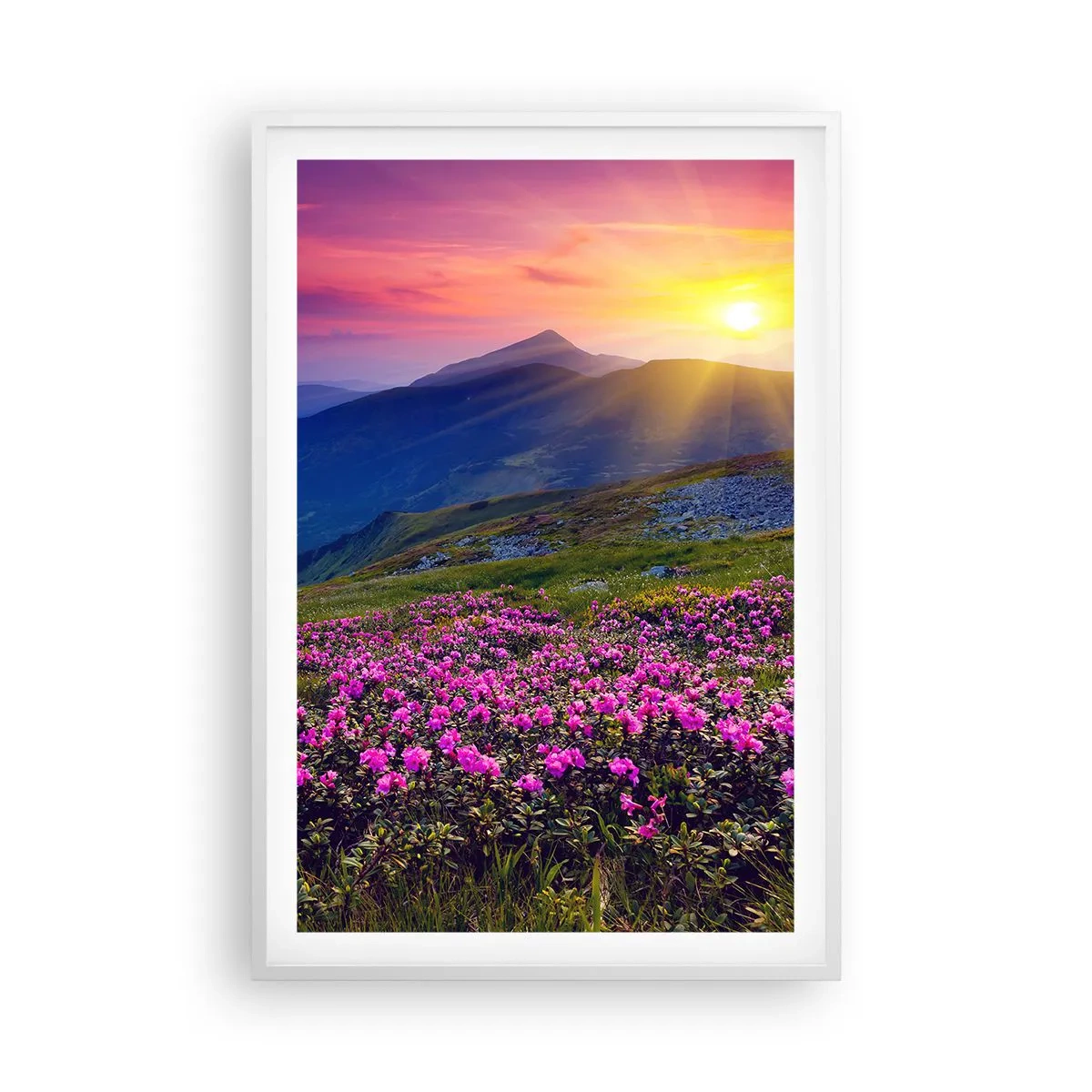 Plakat w białej ramie - … A dokoła pachnie kosodrzewina i wonieją zioła - 61x91 cm